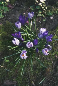 Nature & Botanicals photo 0317