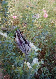 Nature & Botanicals photo 0016