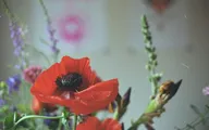 Color & Light photo 0949