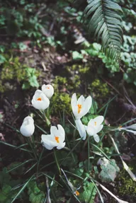 Nature & Botanicals photo 0300