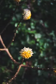 Nature & Botanicals photo 0319