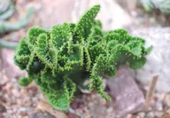 Nature & Botanicals photo 0155