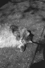 Street & Shadow photo 0278