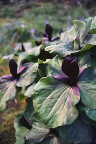 Nature & Botanicals photo 0299