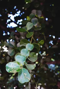 Nature & Botanicals photo 0793