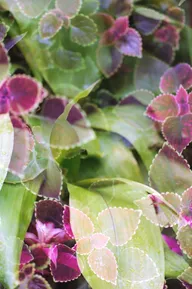 Nature & Botanicals photo 0151